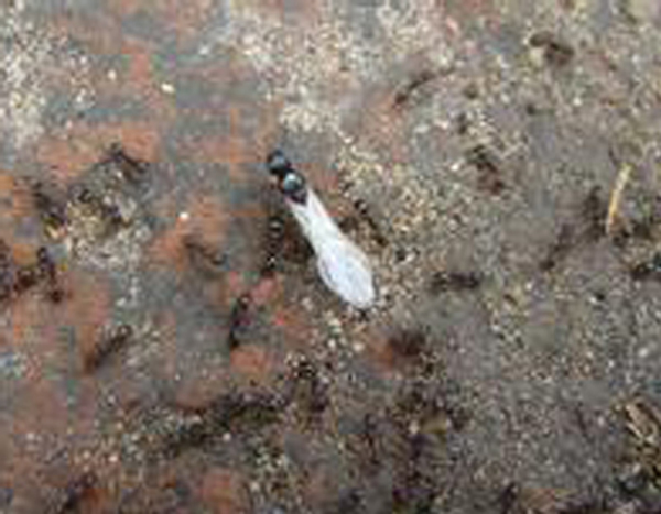 �����Q(ch��ng)���ɹ�����7
�������ڣ�2015-05-24 12:37:15
�g�[�Δ�(sh��)��9016