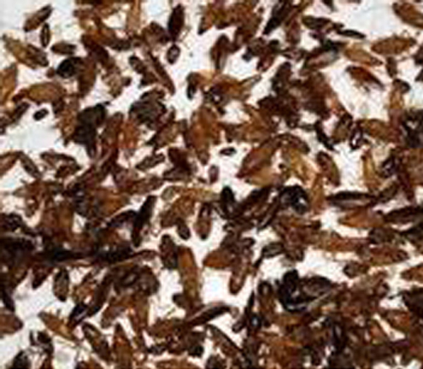 �����Q(ch��ng)���ɹ�����5
�������ڣ�2015-05-24 12:37:15
�g�[�Δ�(sh��)��8997